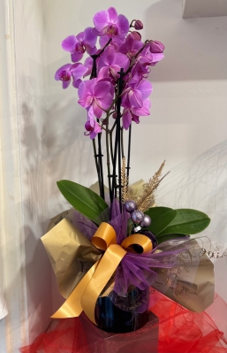 Beautiful Phalaenopsis orchid planted into an elegant glass pot