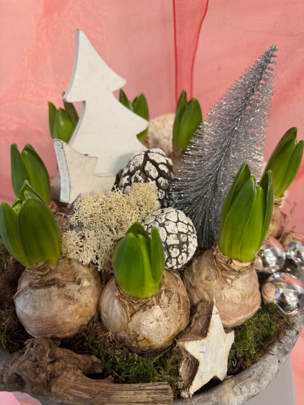 Christmas white Hyacinth planted bowl