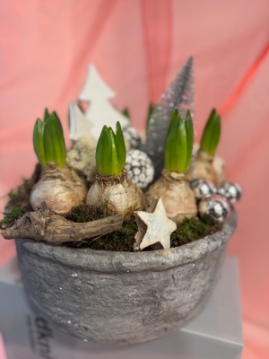 Christmas white Hyacinth planted bowl