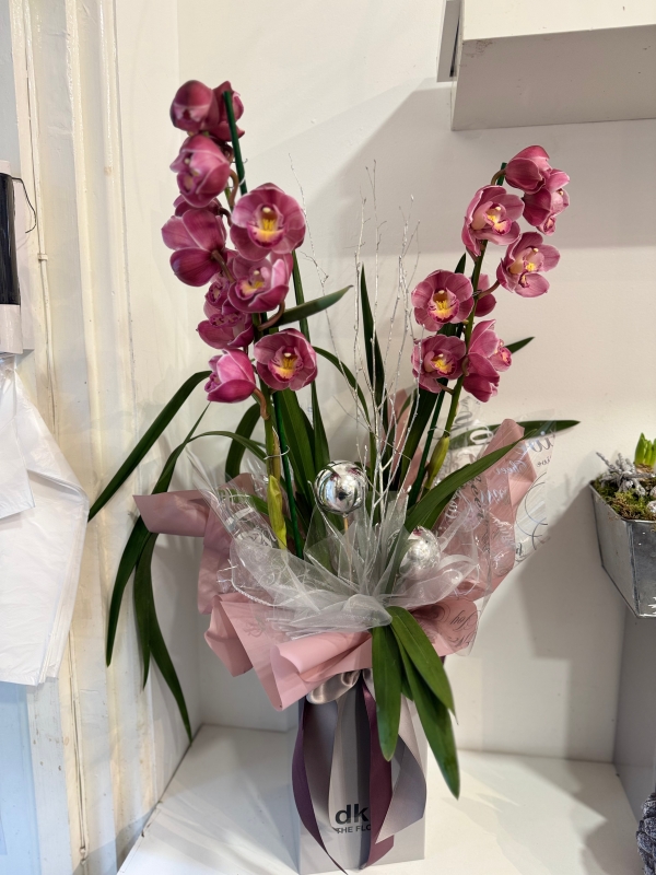 Cymbidium Orchid plants , gift wrapped and boxed (colours may vary )