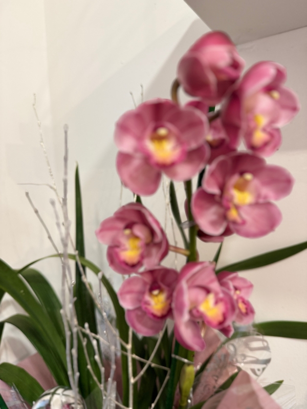 Cymbidium Orchid plants , gift wrapped and boxed (colours may vary )