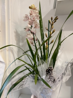 Cymbidium Orchid plants , gift wrapped and boxed (colours may vary )