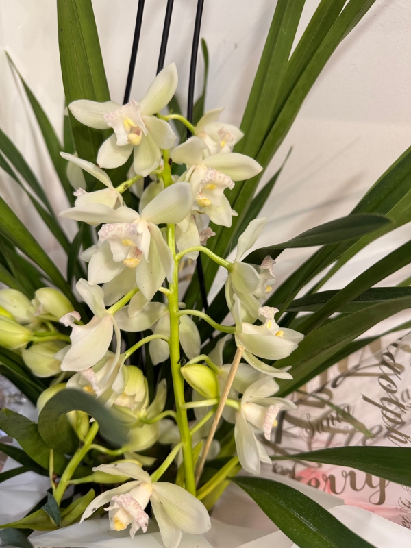 Lovley hanging cymbidium orchid planted  gift wrapped for Christmas