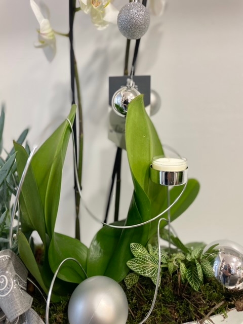 Luxury Orchid plant collection in whites and greens with candle holders silver base bowl