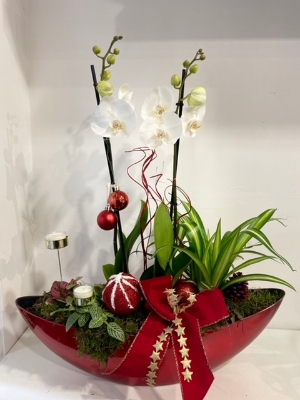 Luxury Orchid plant collection Red boat shape