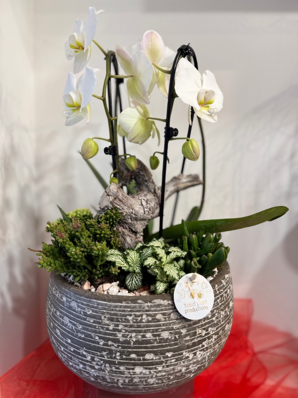 Luxury Phalaenopsis planted gift bowl ( bowl colour may vary )