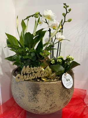 Luxury Phalaenopsis planted gift bowl ( bowl colour may vary )