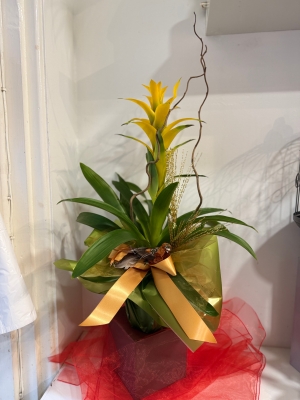 Tropical Bromeliad plants gift wrapped for Christmas and butler’s chocolates 240g