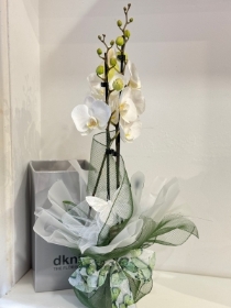 Beautiful hand dressed white orchid plant
