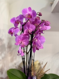 Beautiful Phalaenopsis orchid planted into an elegant glass pot