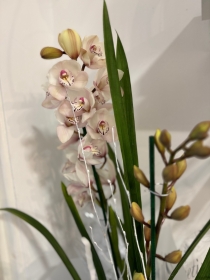 Cymbidium Orchid plants , gift wrapped and boxed (colours may vary )