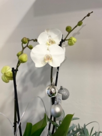 Luxury orchid plant collection white and silver with candle holders